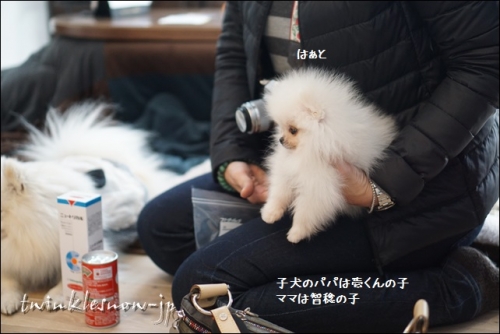 ホワイトポメラニアン 子犬