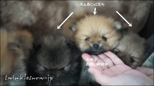 ポメラニアン TWINKLESNOW