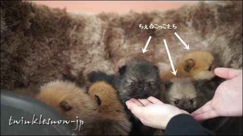 ポメラニアン TWINKLESNOW