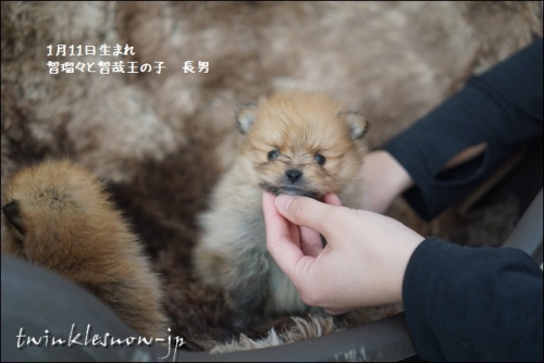 ポメラニアン TWINKLESNOW