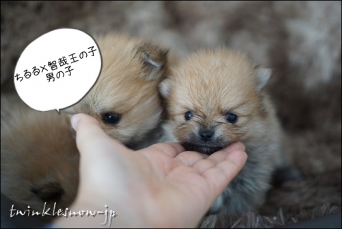 ポメラニアン TWINKLESNOW