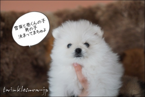 ホワイトポメラニアン チャオリヤ