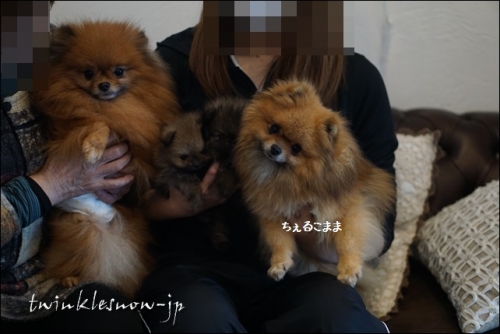 ポメラニアン家族写真