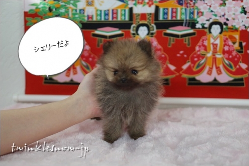 可愛いポメラニアン