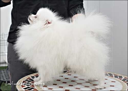 交配犬