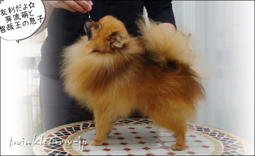 交配犬