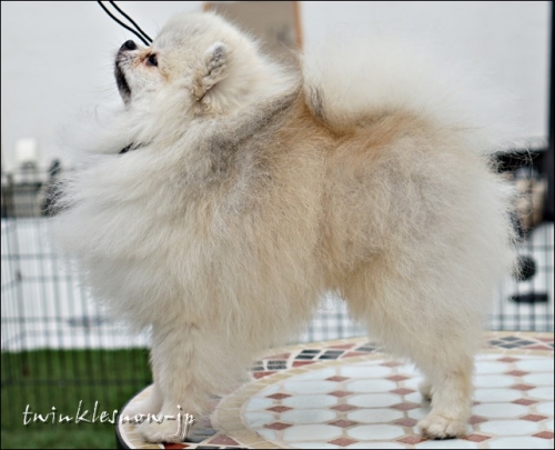 ポメラニアン 交配犬