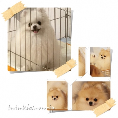 交配情報