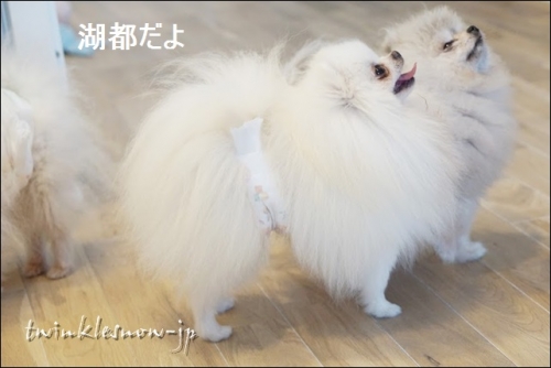 ホワイトポメラニアン