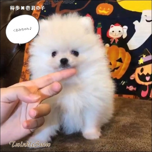 可愛いポメラニアン