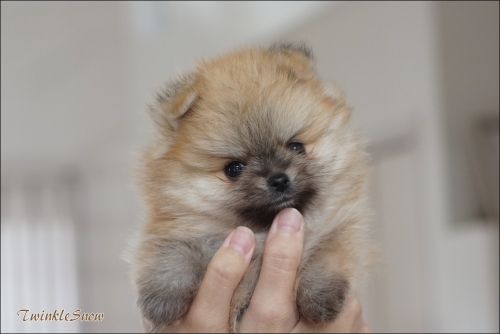 ポメラニアン子犬