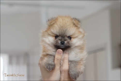 ポメラニアン子犬