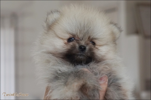 ポメラニアン子犬
