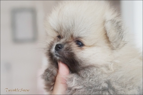 ポメラニアン子犬
