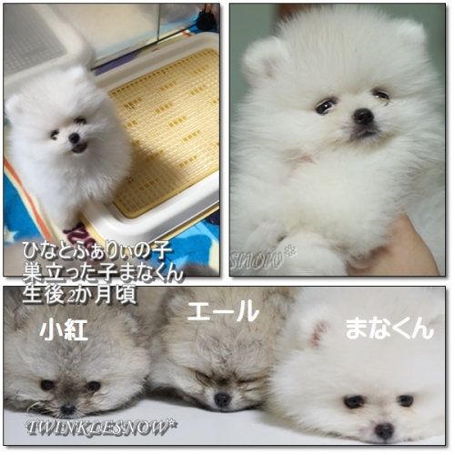 まな君 TWINKLESNOW