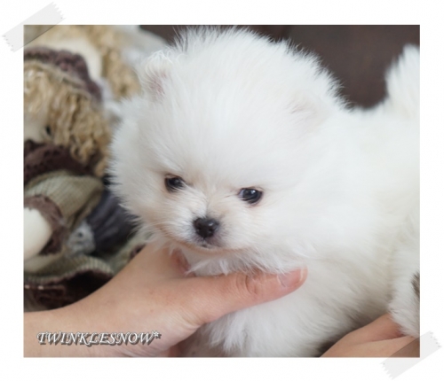 ホワイトポメラニアン子犬