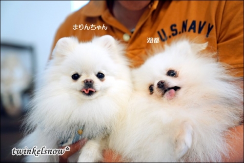20180816ひな太郎まりんお里帰り_180822_0025.jpg