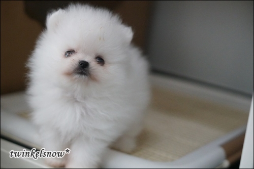 ポメラニアン子犬情報