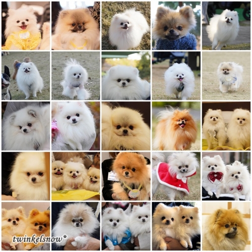 TWINKELSNOW犬舎