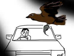 道路を横切るトンビ画像