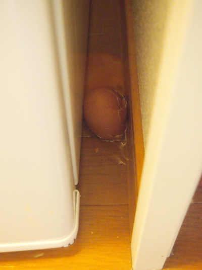 たまころ写真