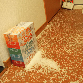 ライスシャワー画像2 ライスシャワー画像2