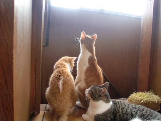 猫カフェへGo!.JPG