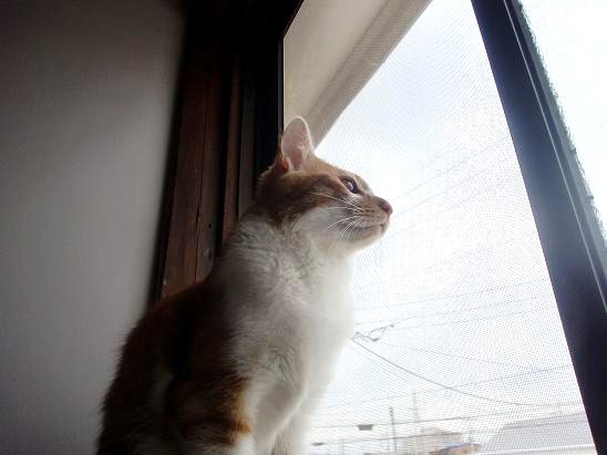 猫カフェへGo!?.JPG