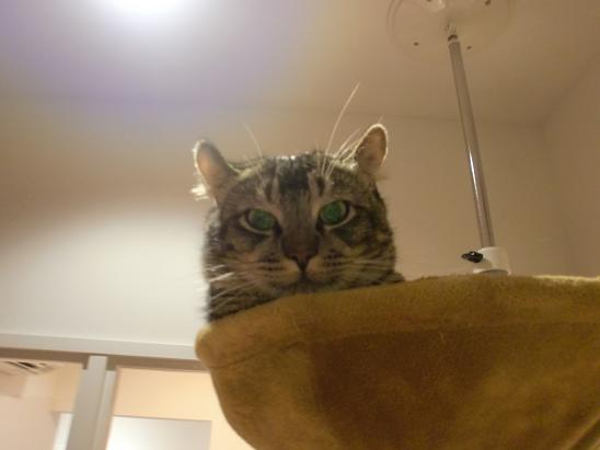 猫カフェへGo!?.JPG