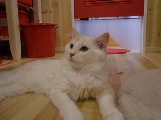 猫カフェへGo!?.JPG