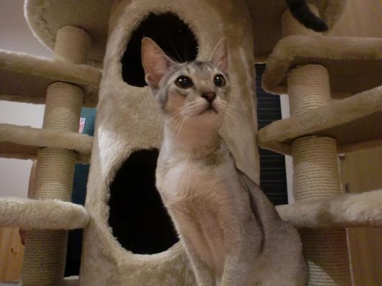 猫カフェへGo!?.JPG
