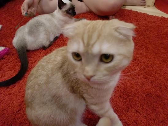 猫カフェへGo!?.JPG