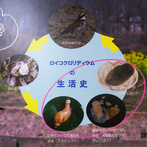 寄生虫の生活史