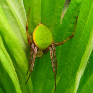クモ散歩 虫散歩