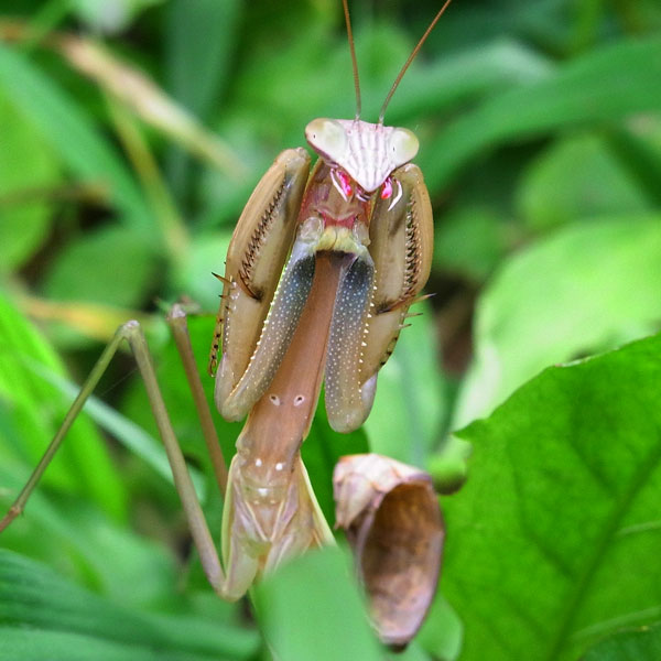 威嚇するハラビロカマキリ