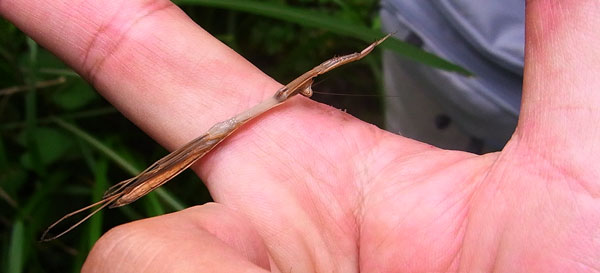 コカマキリ死んだふり