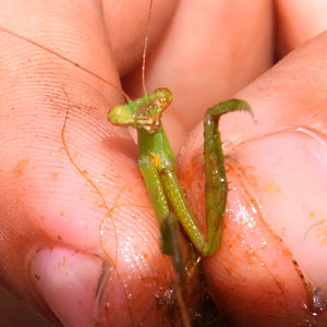 カマキリのオレンジのしるし