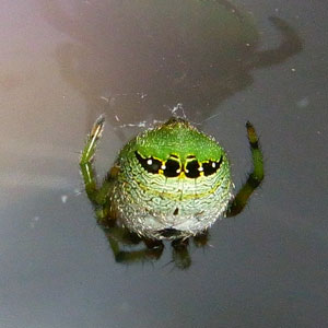 ビジョオニグモ♂後ろ