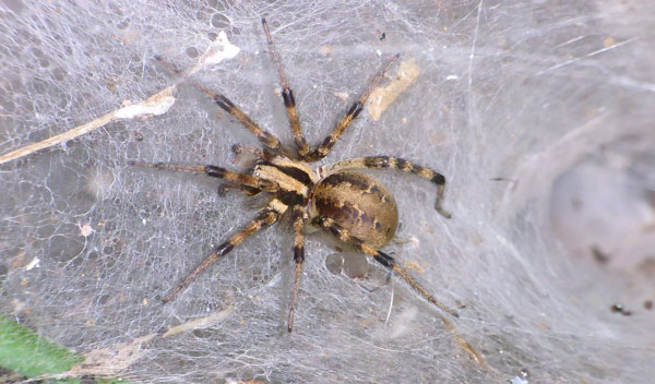 クサグモ♀