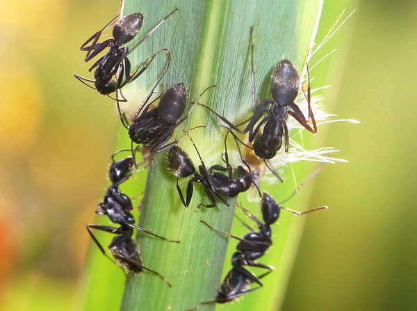 アリとアブラムシ 虫散歩