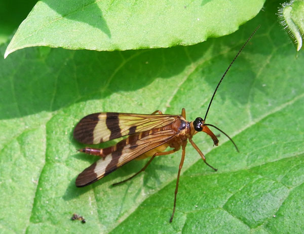 ヤマトシリアゲ夏型♀