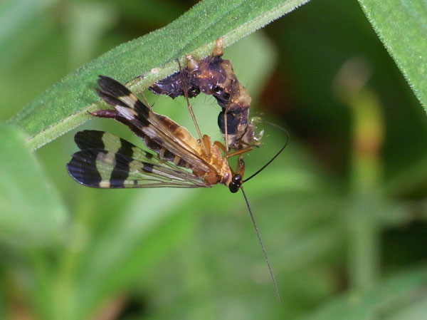 ヤマトシリアゲ夏型♀