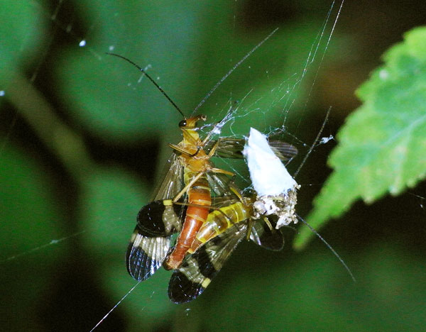 ヤマトシリアゲ夏型♂♀