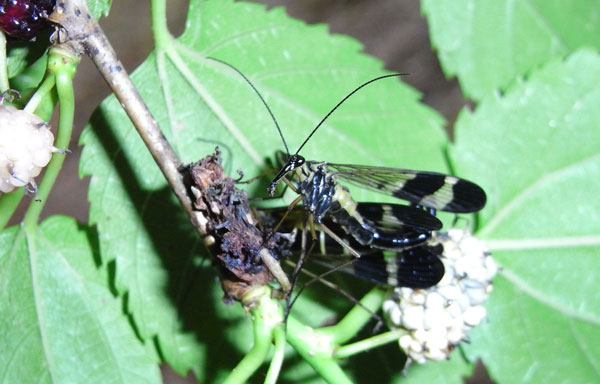 ヤマトシリアゲ春型♂♀