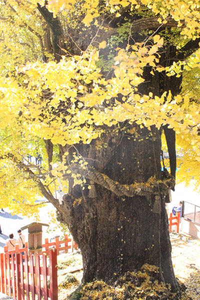 大銀杏