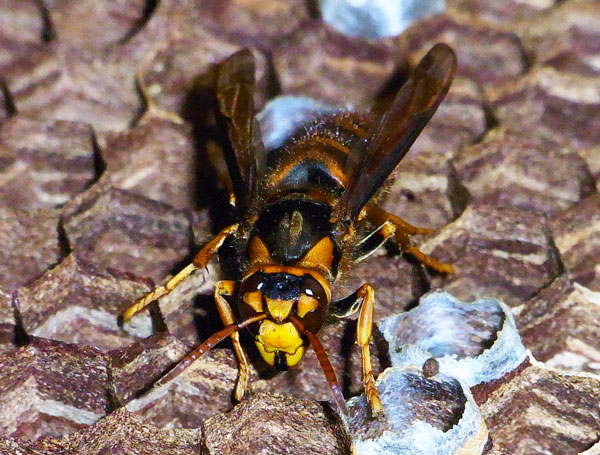 キイロスズメバチ