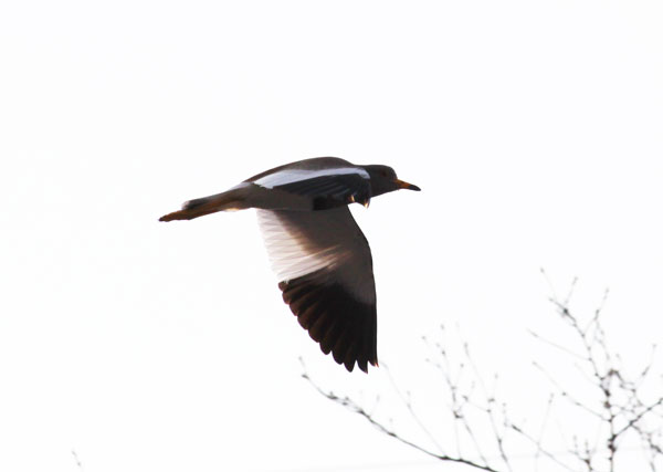 夕日の中で鳥探し 虫散歩