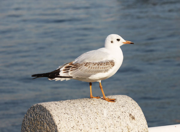 ユリカモメ