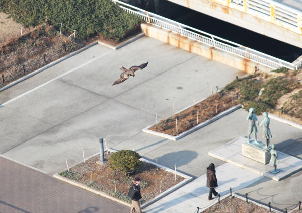 山下公園のトビ
