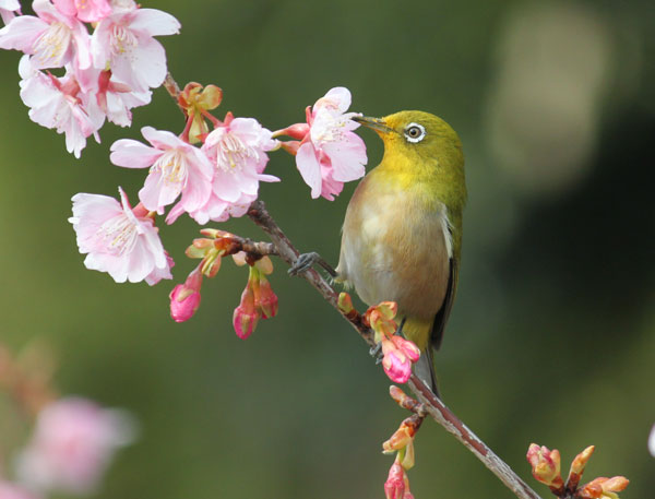 河津桜にメジロ 虫散歩